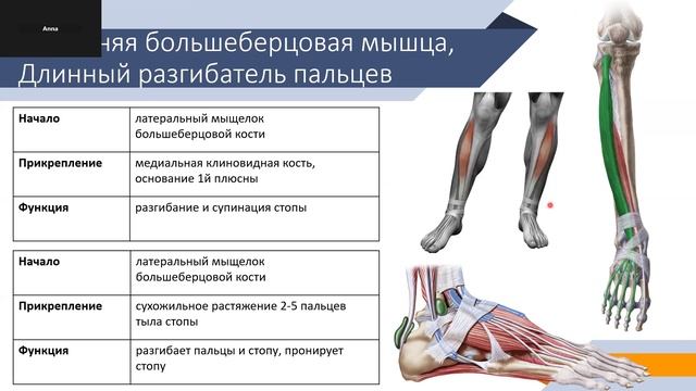 Стопа и голеностоп. Ч1
