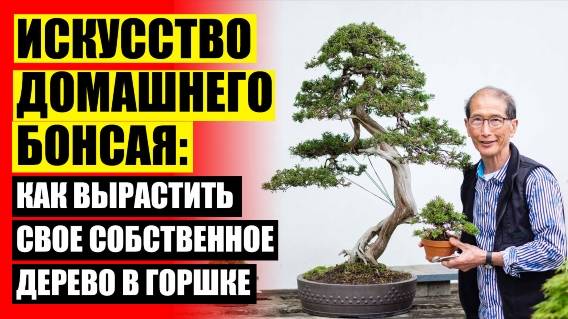 👌 КУПИТЬ ДЕРЕВО БОНСАЙ В ТВЕРИ