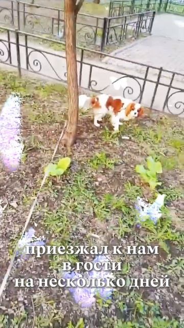 Татиана'с кавалер  Хантер у нас в гостях