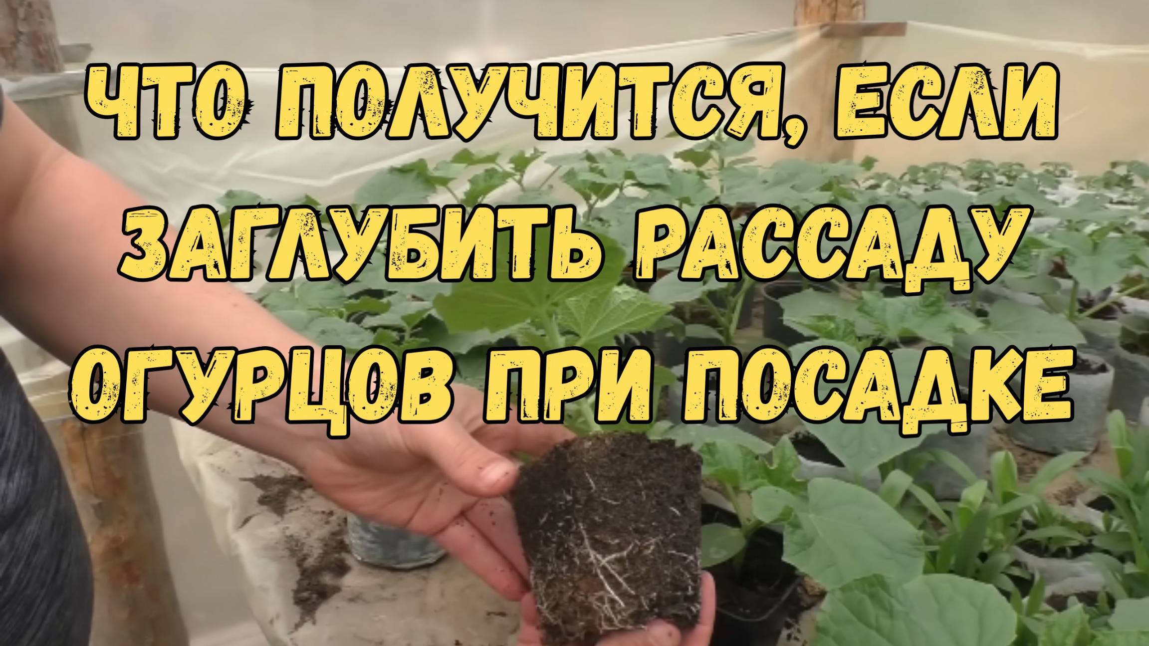🥒❓ Что будет, если посадить огурцы слишком глубоко? Проверяем!