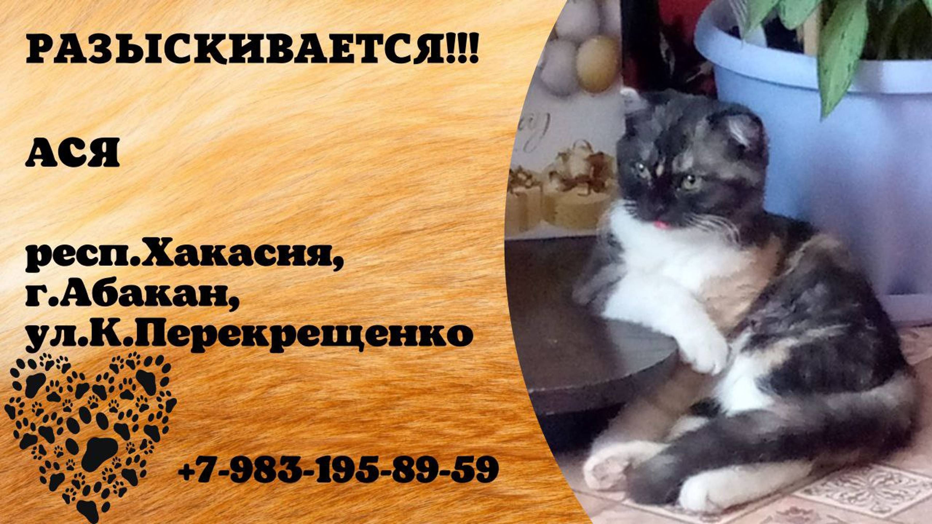 Пропала кошка! АСЯ. респ. Хакасия, г. Абакан