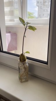Растет авакадо на окошке