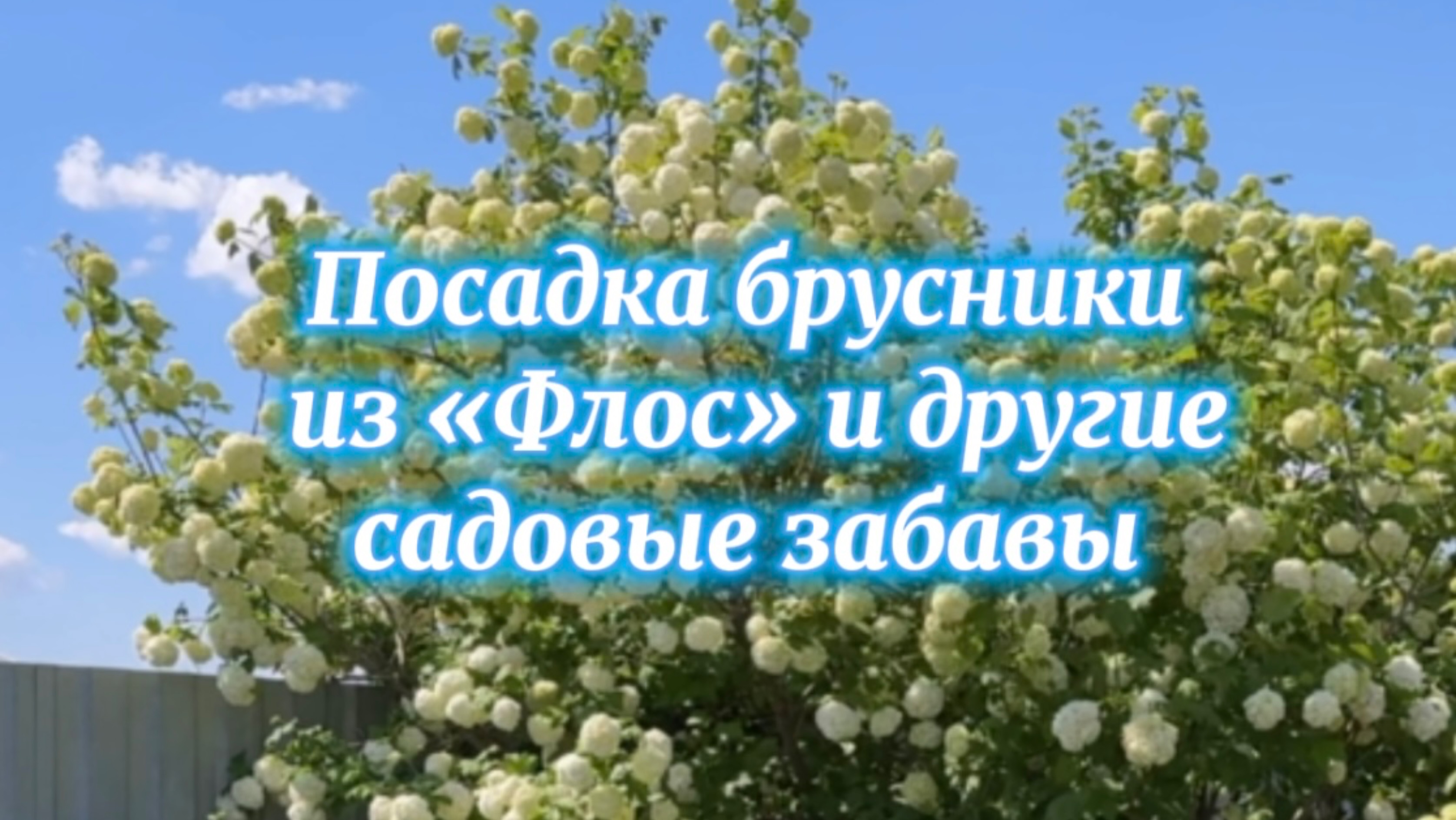 Покупки из питомника: брусника и флокс шиловидный. Посадка брусники