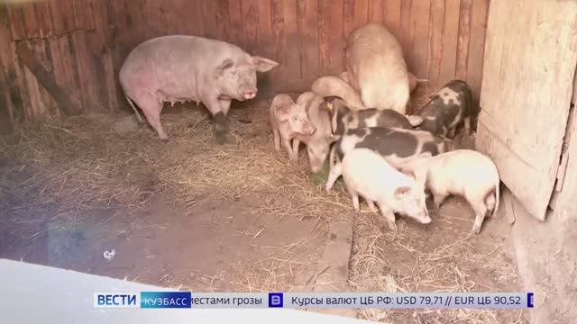 Режим ЧС, 4,5 миллиона мошенникам и кража бензина: дайджест новостей в Кузбассе
