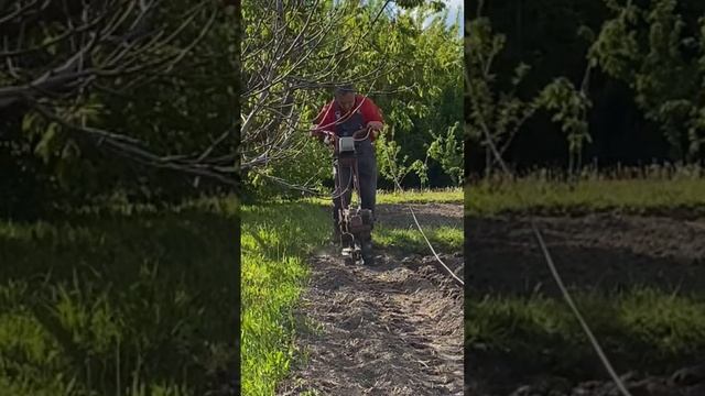 Рыхление междугрядий картофельного поля