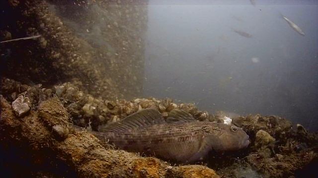 1000043561.mp4Волга гл.5м.26.05.2025г.