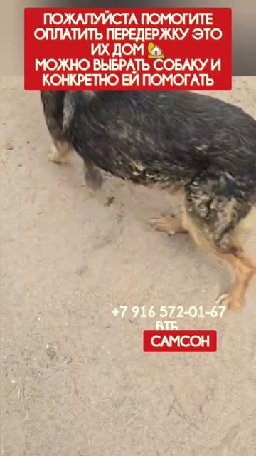 Нужна ваша помощь , в оплате передержки, пожалуйста помогите
