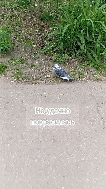 Не удачно покрасилась 😂😂😂.mp4
