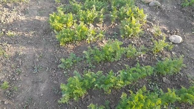 Ставропольский огород после градобития. 26.V.2025г. mp4