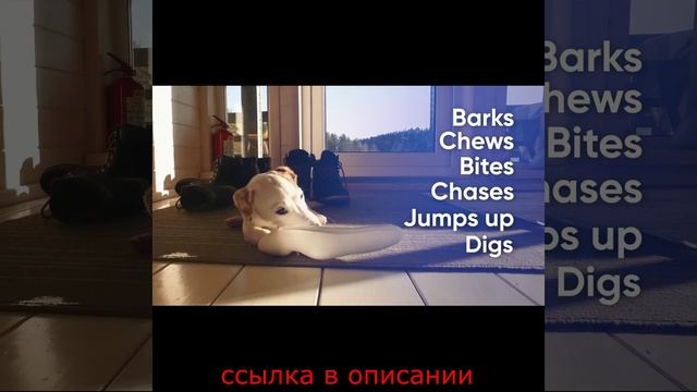 ABQP Pro SONIC BOOM 2023 ультразвуковой репеллент для собак
