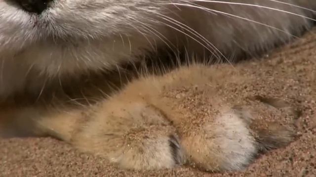 Почему Эти Кошки в Пустыне Не Пьют воду, Не Оставляют С