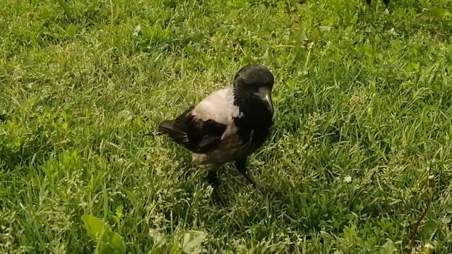 Вороны. Каша с паштетом разлетелись за минуту / Hooded crows.