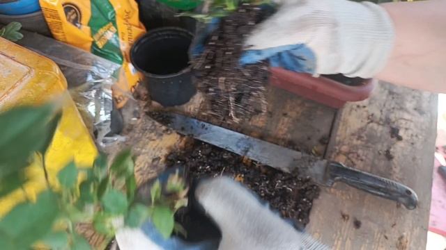 Высадили розы.
