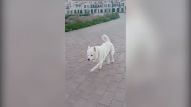 BEST COUB №29 ｜ BEST COUB COMPILATION VIDEOS OF ALL TIME