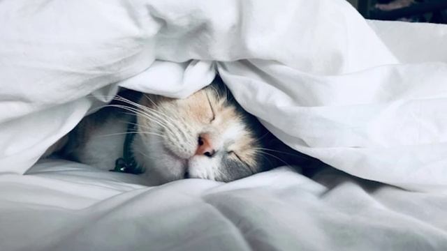 Как сны помогают в реальности