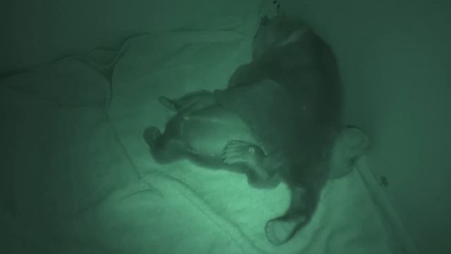Спят усталые медвежата / Tired bear cubs sleep