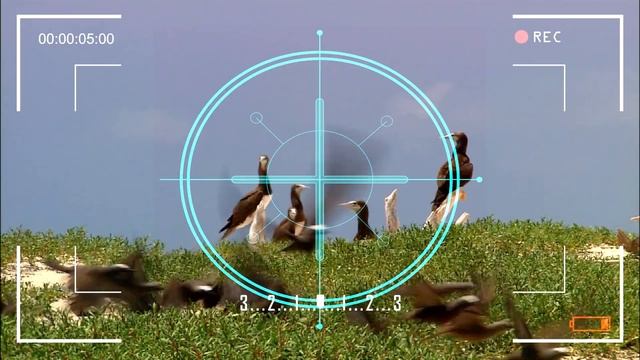 эффект камеры