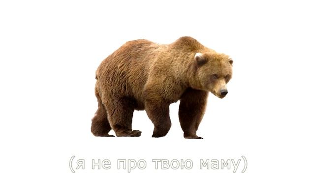 КАк СПАСТИСЬ от лесного МЕДВЕДЯ? (Удаленное видео каши