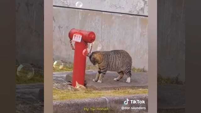 НУ ТЫ ... ПОПАЛ