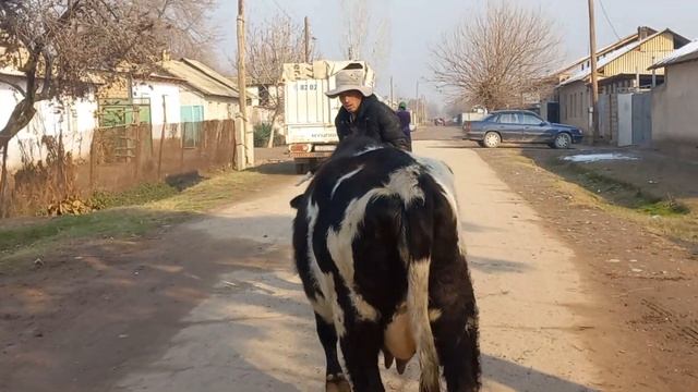 ДУСАР ГОВҲОИ ГУСОЛАДОРИ ФУРУШИ ТЕЛЕФОН  409 23 23 23   20 дек?