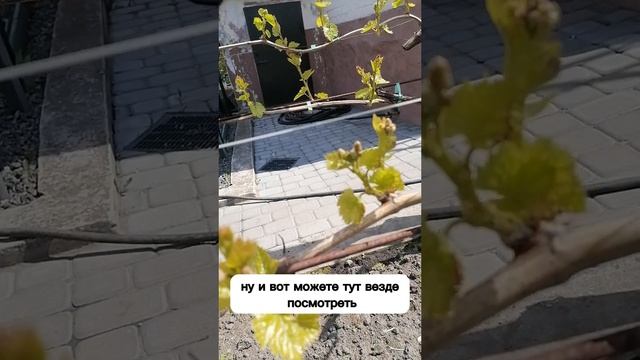 Что делать с виноградом после обратных заморозков