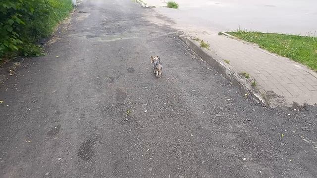 Чудо-асфальт🤨