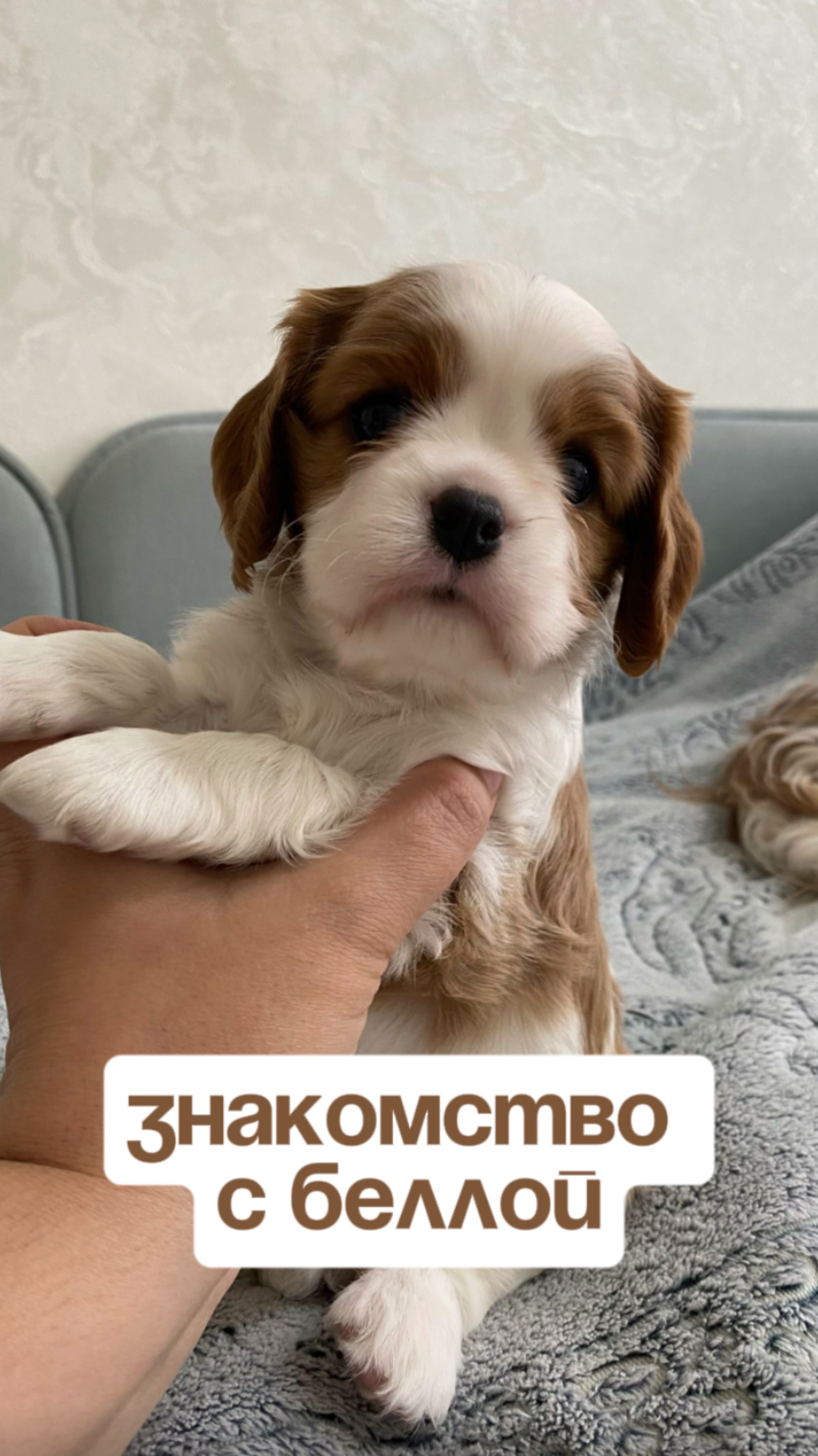 Щенок кавалера Белла, Красноярск
