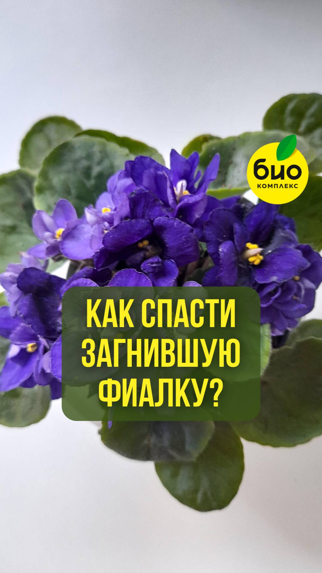 Как спасти загнившую фиалку?