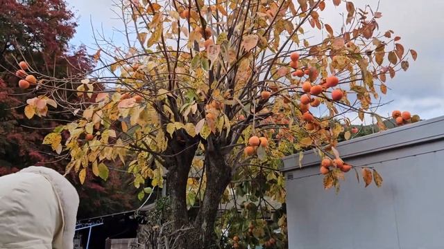 Озеро Кавагучико в Японии: величественный вид на гору