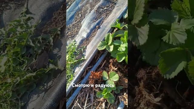 ПРАВИЛЬНЫЕ КУСТЫ КЛУБНИКИ!