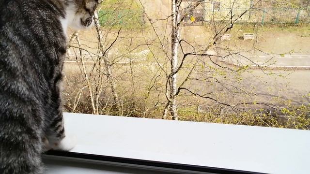 😁Как же тяжело их ловить 👍😁🔥🐈🐦🕊️🦜