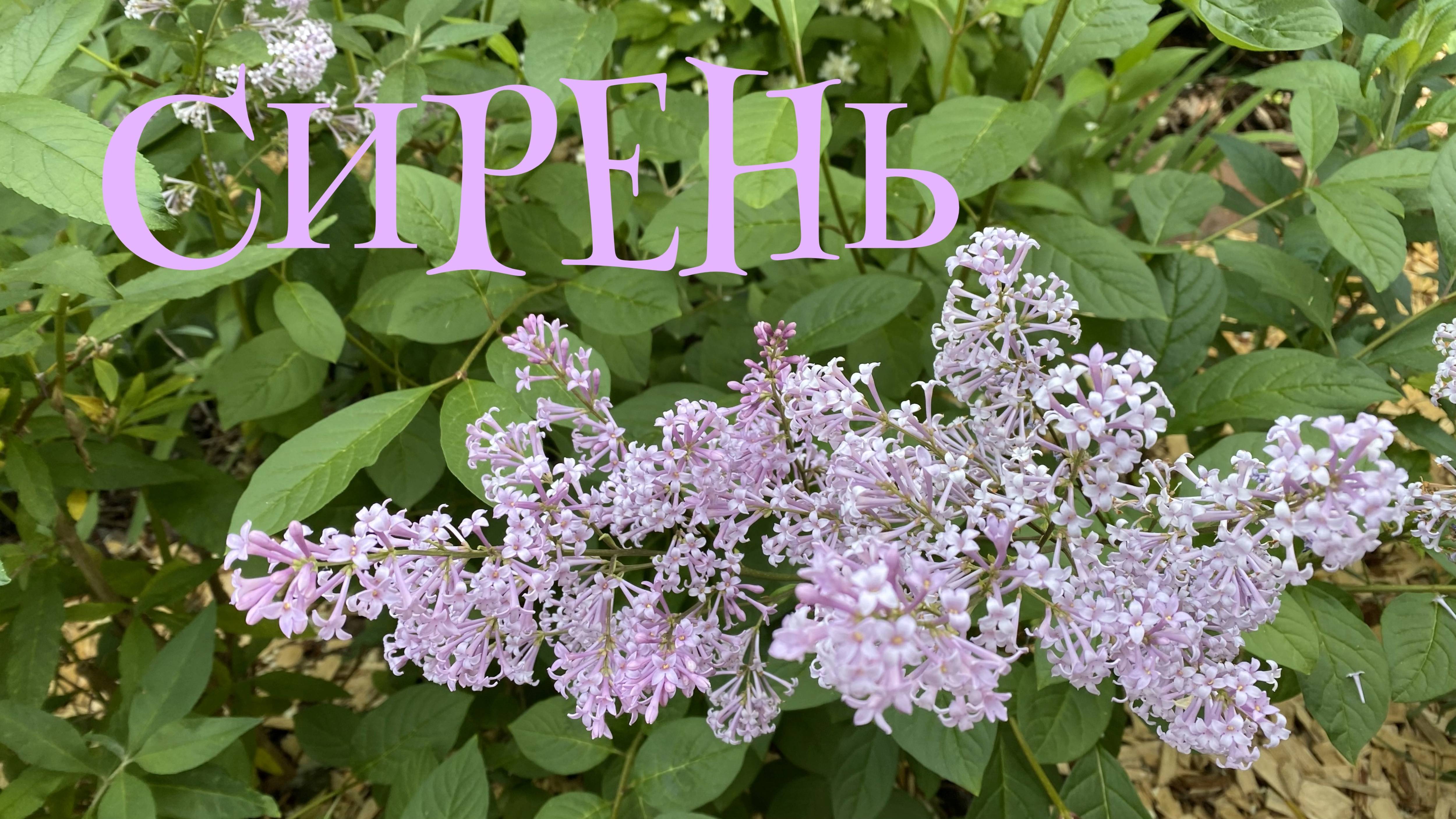 Сирень