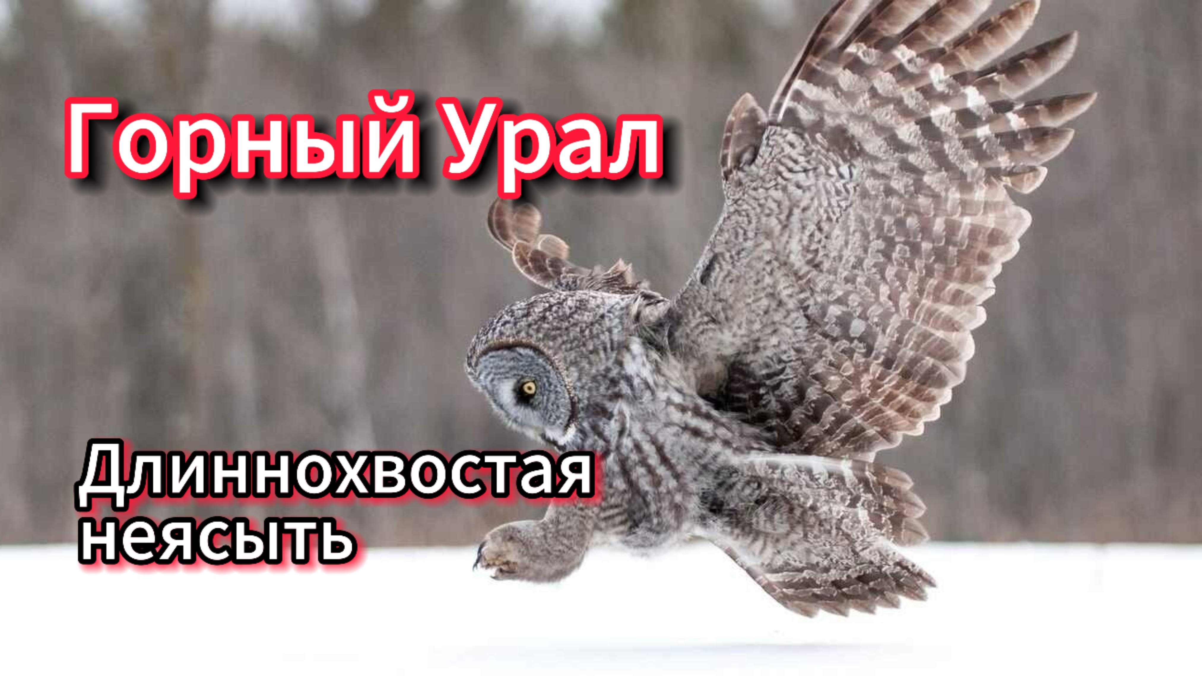 Горный Урал ( длиннохвостая неязать ) часть 3