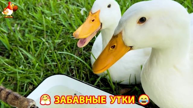 Забавные утки мускусные и пекинские на свободном выгуле ч.(39) ❣️🤗😂