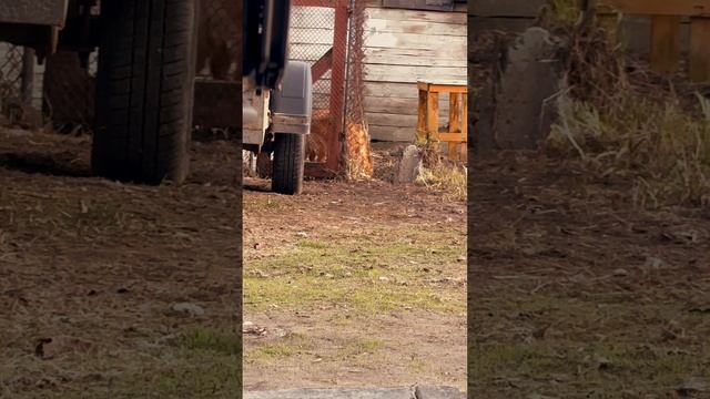 Фильм "Побег🐕"
Не понимал,как она выходит и топчет грядки. Началась операция "слежка"😁