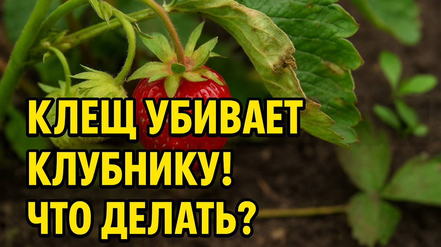 Земляничный клещ уничтожает клубнику! Что делать срочно