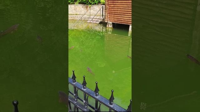 Мужской монастырь "Святые кустики" святой источник