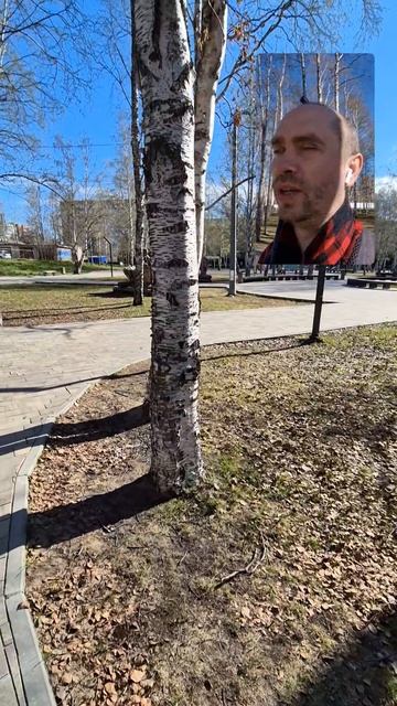 Если не убирать листья, то трава вырастет лучше. Посмотрим как опыт закончится.