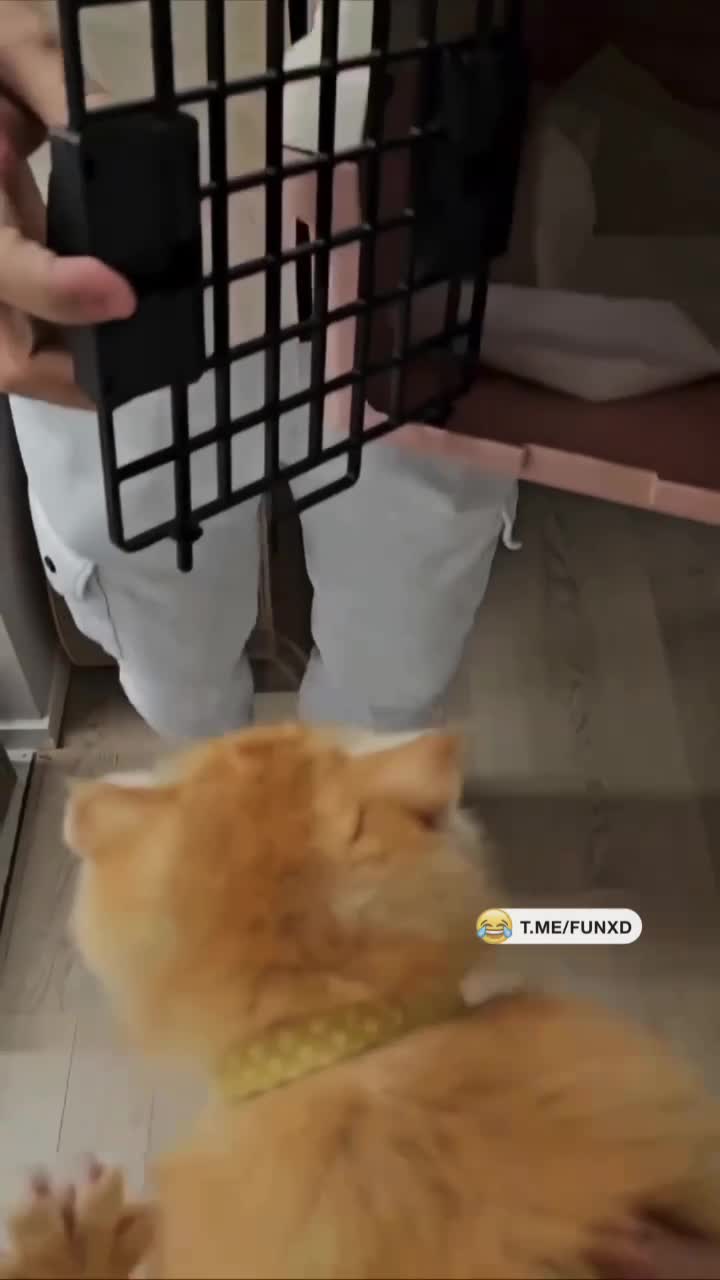 Вам меня так просто не поймать!😁