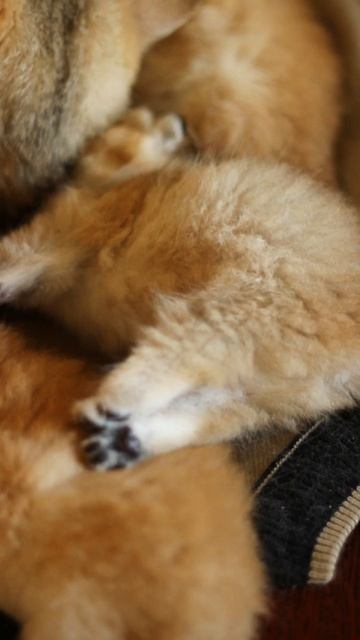 Сладкие пяточки 🐾🐾🐾