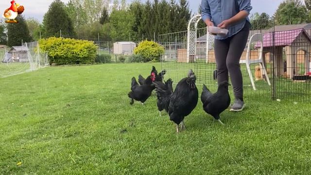 Идеальное птицеводство достойно восхищения 🐓🦆🦢🦚🦃🐔 эпизод (232)