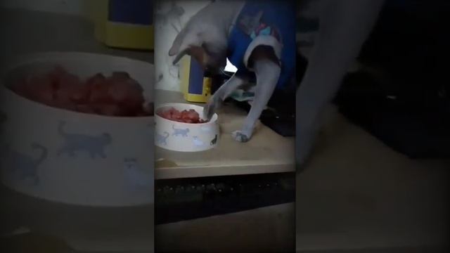 Ничего необычного!Кот кушает лапой../Nothing unusual! The cat eats with its paw.. #animals #sphynx