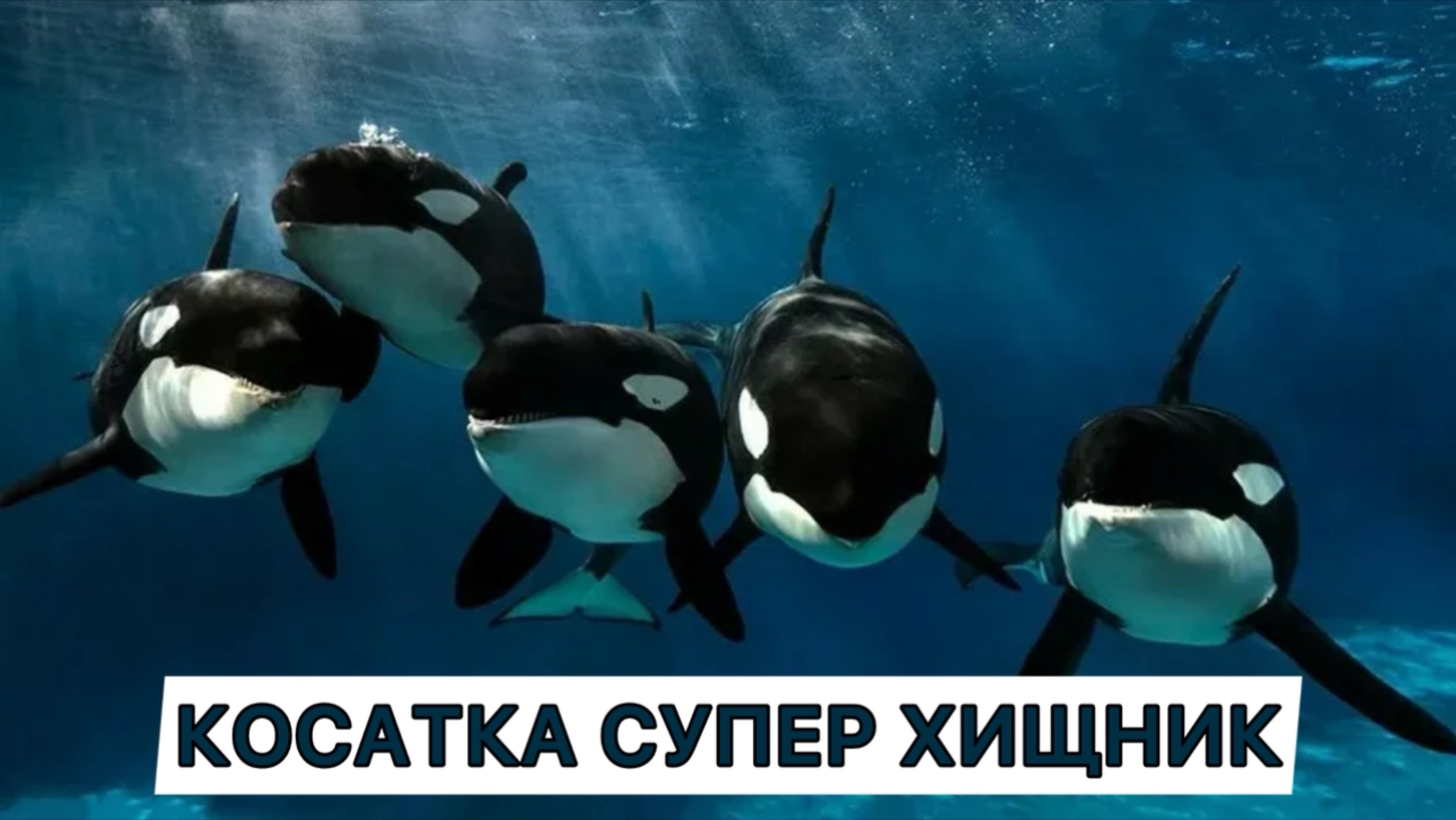 Косатка супер хищник