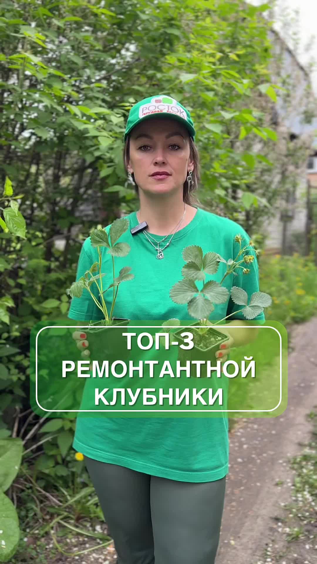 Топ-3 сорта крупноплодной ремонтантной клубники 🍓