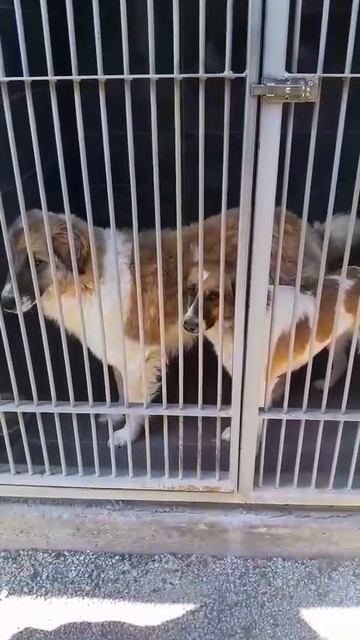 Красивые собаки под усыпление