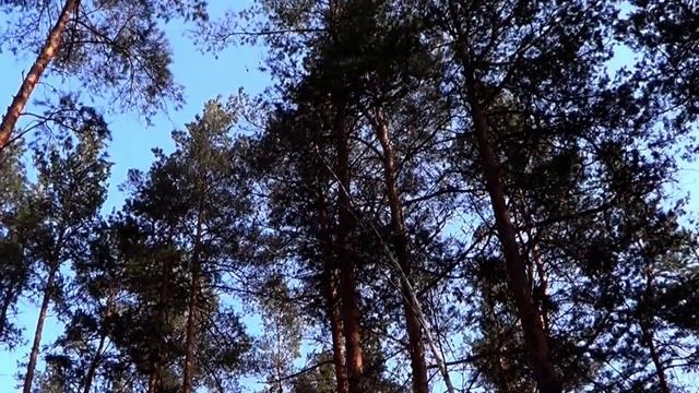 САМВЕЛ АДАМЯН ГРАНДЕНИКО ПОДЛОЖИЛ ДИАНЕ SVИНЬЮ. КОЛЯ С?