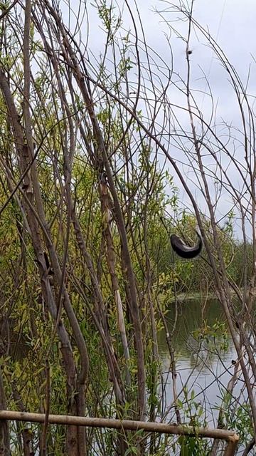 На рыбалке.Поймали большого карася!!!#рыбалка