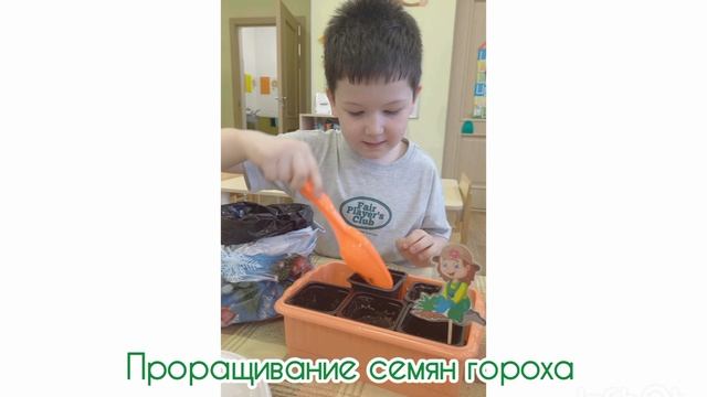 Проект "Огород на окне" в  подготовительной  группе Лимпопо