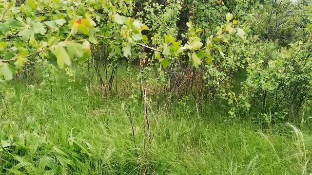 Гуляю по лесу, полям, наблюдаю за птицами. I'm walking in the forest and fields, watching birds.