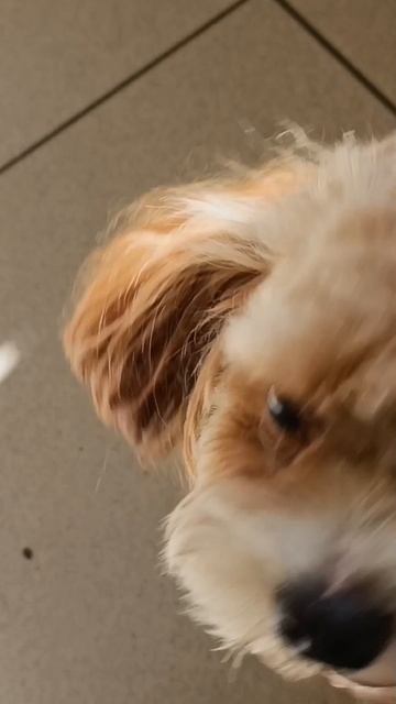 Спарки в кафе✨✨✨🐶✨✨✨🐕